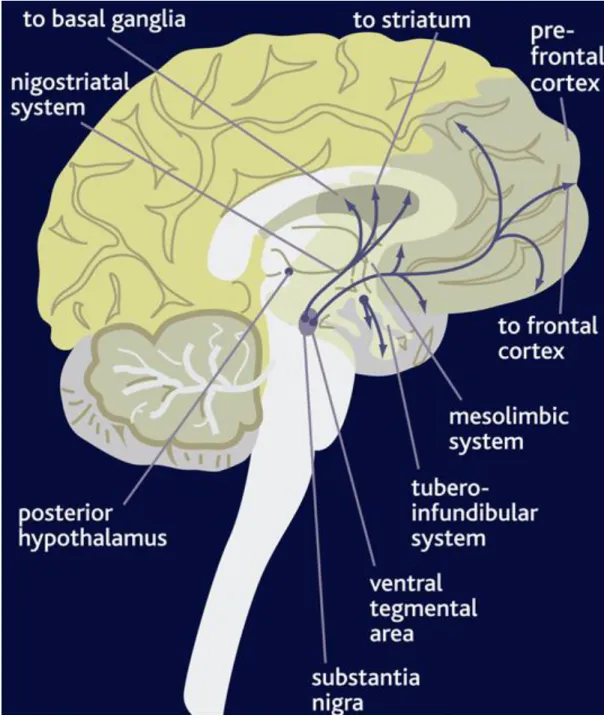 Figure 1. Pathways of Dopamine Signaling in the Brain.  Illustration of major DA projections in  the central nervous system