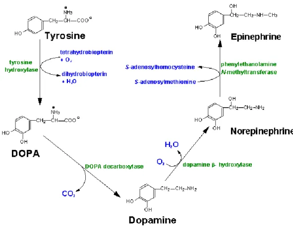 Figure 2.  Biosynthesis of dopamine.  Synthetic enzymes and their changes to each product  are labeled in green and blue, respectively
