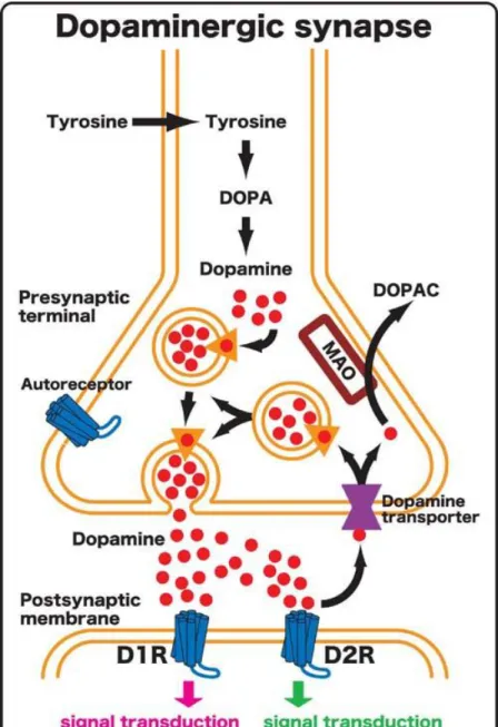 Figure 3.  Diagram of a dopaminergic synapse.  Enlarged view of a typical dopaminergic  synapse