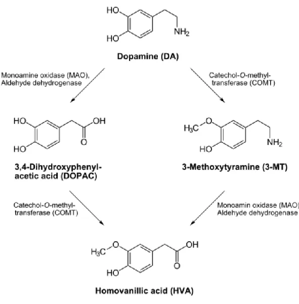 Figure 4.  Enzymatic degradation of dopamine.  Metabolic enzymes, COMT and MAO, that  degrade unpackaged DA in synaptic areas
