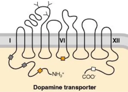 Figure  5.    Illustration  of  the  dopamine  transporter.    The  human  dopamine  transporter  is  an  integral membrane protein that contains twelve transmembrane domains (TMDs) with intracellular  N-  and  C-termini,  a  large  extracellular  loop  be