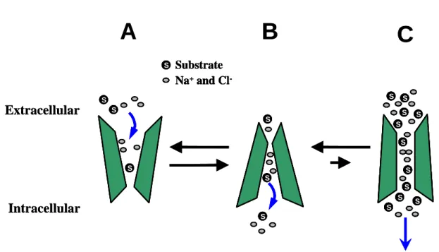 Figure 6.  Dopamine transporter uptake action.  The model for how DA uptake occurs is via  the alternating access model