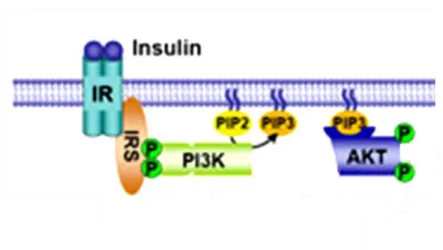 Figure 7.  Activation of Akt by Insulin.  Upon activation of the insulin receptor (IR), insulin  receptor substrate (IRS) acivates  phosphoinositol-3-kinase (PI3K)