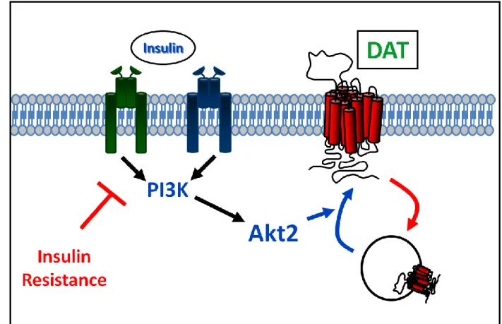 Figure 8.  Schematic of insulin regulation of the dopamine transporter.  Upon binding insulin  to its receptor, the insulin signaling pathway, which consists of phosphoinositol-3-kinase (PI3K)  and Akt, is activated