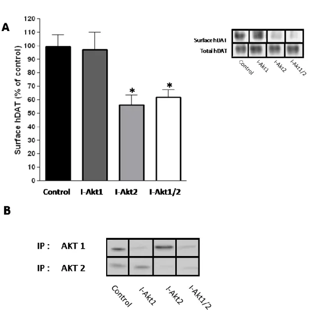 Figure  10.    Inhibition  of  Akt2  reduces  hDAT  cell  surface  expression  in  hDAT  cells