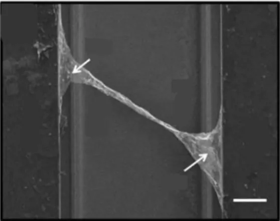 Figure 2.1 Structures  of CGRs.  SEM image of a CGR device after annealing. Arrows are the  regions on the edge that is still single layer