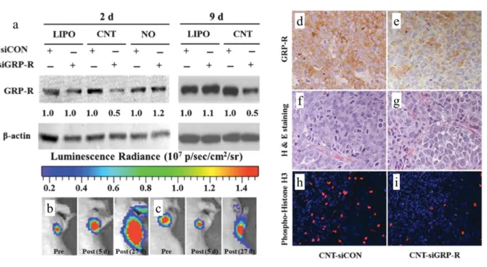 Figure 5.5 CNT-mediated GRP-R silencing in neuroblastoma in vitro and in vivo. a. BE(2)- BE(2)-C  cells  were  treated  with  LIPO-siRNA,  BE(2)-CNT-siRNA,  and  naked-siRNA  for  2  and  9  days,  respectively
