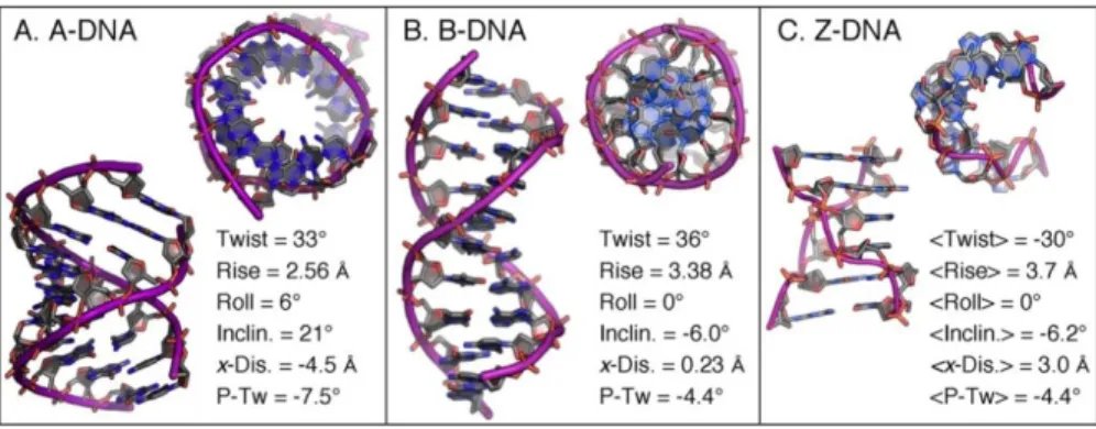Figure 6.2 Different forms of DNA. Image reproduced from Ref. [136]. 