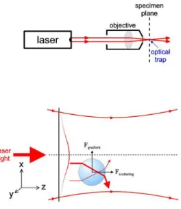 Figure  6.8  Operation  principles  of  optical  tweezers.  Image reproduced from Ref