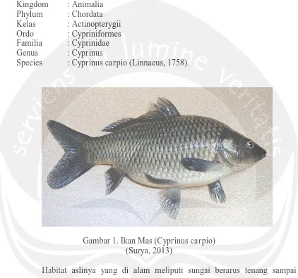 Gambar 1. Ikan Mas (Cyprinus carpio) (Surya, 2013) 