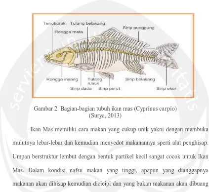 Gambar 2. Bagian-bagian tubuh ikan mas (Cyprinus carpio) (Surya, 2013) 