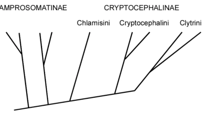 Figure 1-2. Relationships among camptosomate groups. Cladogram redrawn from  phylogenetic dendrogram based on 18 morphological characters and 1 ecological 