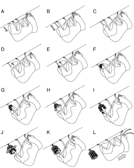 Figure 2-3.  Oviposition and egg case construction. (A) Deposition of pliable  substance onto leaf surface