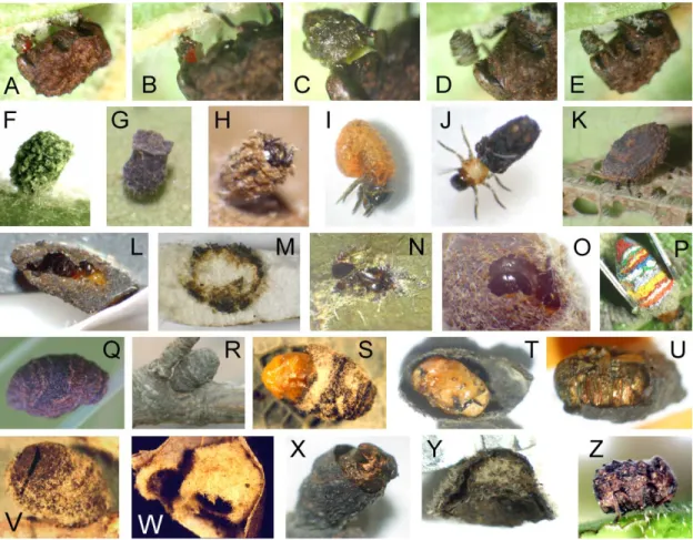 Figure 2-4.  Aspects of the case-associated biology of Neochlamisus. (A-E) N. platani  constructing egg case