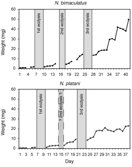 Figure 2-5.  Neochlamisus larval development. Data are presented for one individual  of each of two species