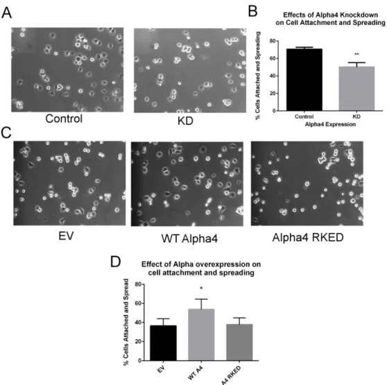 Figure 29:  Alpha4 regulates cell attachment and spreading.  HeLa cells transfected with  either non-targeting control siRNA or Alpha4 targeted siRNA (A,B) or transfected with 
