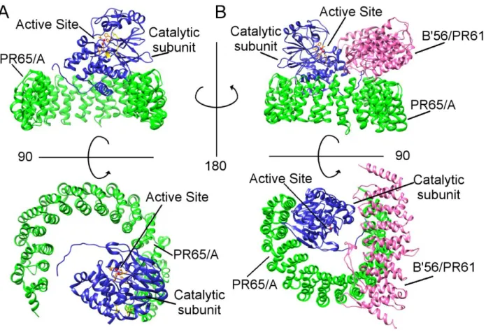 Figure 2: PP2A complex formation and regulatory subunits.  A) Two views of core dimer  rotated 90° out of the plane of the paper showing interface between A (green) and C (blue)  subunits along with active site residues (orange), metal ions (red)  B) Two v