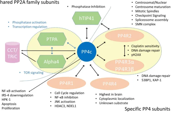 Figure 5: PP4 regulatory subunits show specificity and differential localization.  PP4c  catalytic subunit is shown as a blue circle