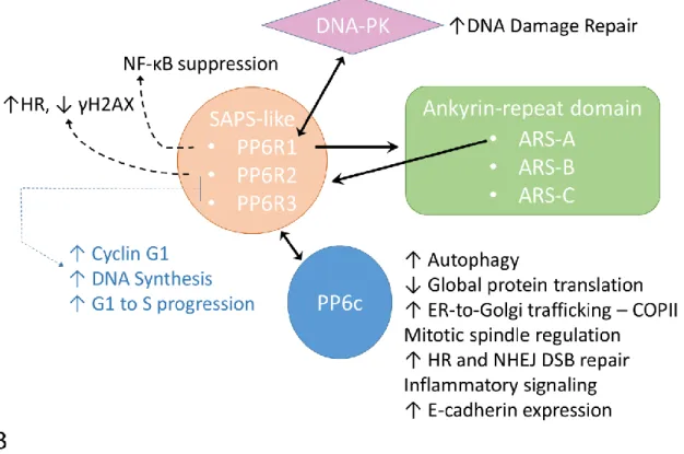 Figure 6: PP6 regulatory subunits show substrate specificity.  A) PP6 specific regulatory  subunit complexes