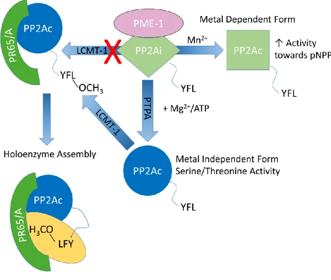 Figure 7: PME-1 and PTPA act to stabilize and reactivate an inactive pool of PP2Ac.  