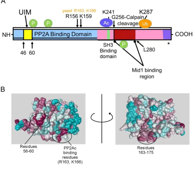 Figure 10:  Alpha/Tap42 domain structure and conserved residues.  A) Schematic  representation of Alpha4 domain structure showing sites of predicted post-translational 