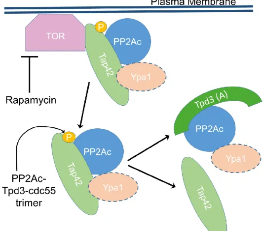Figure 11:  Model of membrane association and activation of PP2A.  This model proposes  that Tap42 forms a complex with TOR and PP2A family catalytic subunits (PP2Ac) at the  membrane when kept in a phosphorylated state by TOR