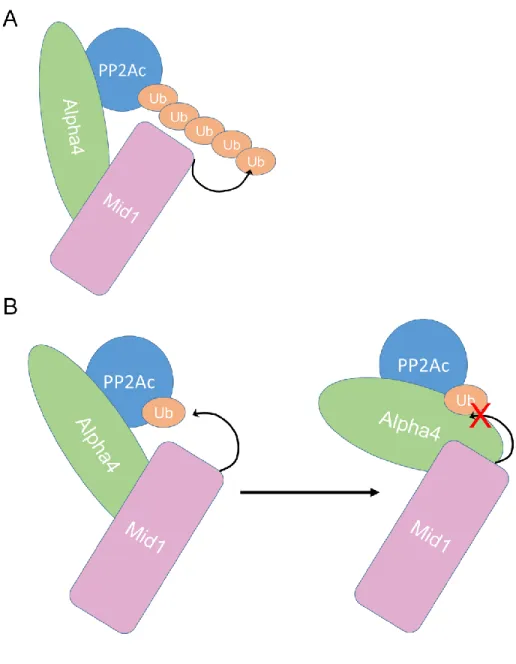 Figure 12:  Initial models of PP2Ac-Alpha4-Mid1 interactions. A) Degradation model: 