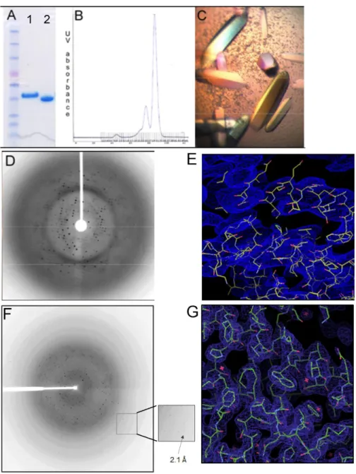Figure 13: Alpha4ΔC protein expression, purification and crystallization.  A) Coomassie  stained SDS-PAGE gel of purified 6xHis-Alpha4ΔC before (lane 1) and after (lane 2) removal of  the His tag