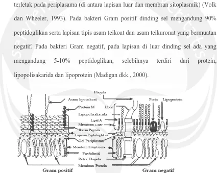 Gambar 4. Struktur dinding sel bakteri Gram positif dan negatif.  (Sumber : Moat dkk., 2002)