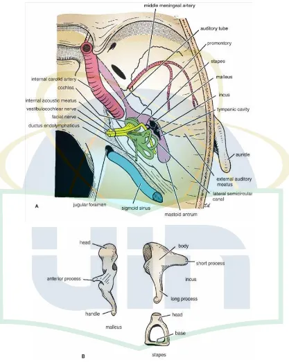 Gambar 2.2. Telinga Dalam dan Tulang – Tulang Pendengaran 