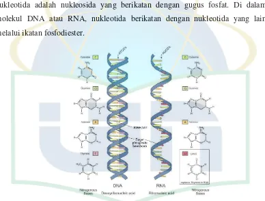 Gambar 1. Perbedaan DNA dan RNA  