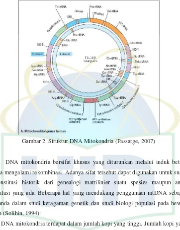 Gambar 2. Struktur DNA Mitokondria (Passarge, 2007) 