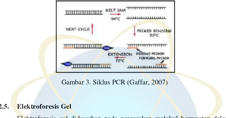 Gambar 3. Siklus PCR (Gaffar, 2007) 