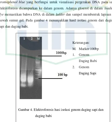 Gambar 4. Elektroforesis hasi isolasi genom daging sapi dan 