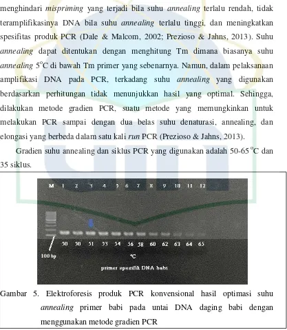 Gambar 5. Elektroforesis produk PCR konvensional hasil optimasi suhu 