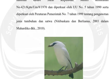 Gambar 1. Burung Jalak Bali (Leucopsar rothschildi) (Wirastika, 2012) 