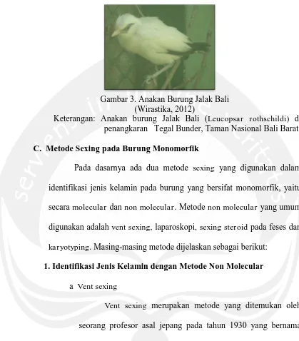Gambar 3. Anakan Burung Jalak Bali  (Wirastika, 2012) 