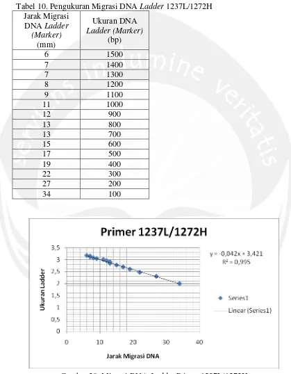 Gambar 20. Migrasi DNA Ladder Keterangan : Pengukuran jarak migrasi DNA Primer 1237L/1272H Ladder dengan grafik linier 