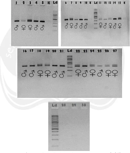 Gambar 15. Hasil Visualisasi PCR Primer P2/P8 (Leucopsar rothschildi)Keterangan : Ld=   DNA ladder, 1-30 = hasil PCR primer P2/P8 sampel DNA Burung Jalak Bali (Leucopsar rothschildi) ♂ = Jantan, ♀ = betina