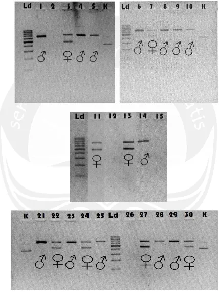 Gambar 16. Hasil Visualisasi PCR Primer 2550F/2718R (Leucopsar rothschildi)Keterangan : Ld=   DNA ladder, 1-30 = hasil PCR primer 2550F/2718R sampel DNA Burung Jalak Bali (Leucopsar rothschildi) ♂ = Jantan, ♀ = betina