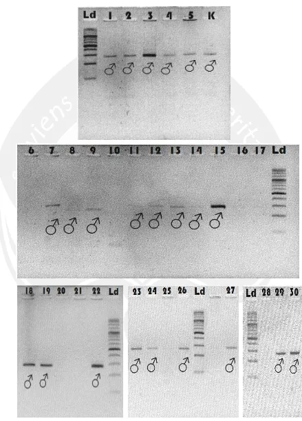 Gambar 17. Hasil Visualisasi PCR Primer 1237L/1272HKeterangan : Ld=   (Leucopsar rothschildi) DNA ladder, 1-30 = hasil PCR primer 1237L/1272H sampel DNA Burung Jalak Bali (Leucopsar rothschildi) ♂ = Jantan, ♀ = betina