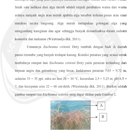 gambar rumput laut Eucheuma cottonii yang dapat dilihat pada Gambar 2. 
