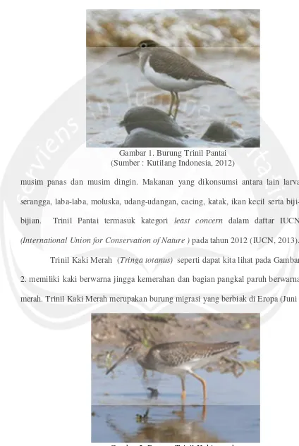 Gambar 2. Burung Trinil Kaki merah(Sumber : Kutilang Indonesia, 2012)