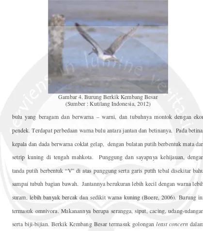 Gambar 4. Burung Berkik Kembang Besar