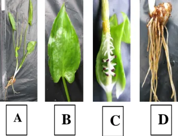 Figure 1 : Typhonium flagelliforme (A), leaf (B), flower (C) and tuber (D) 