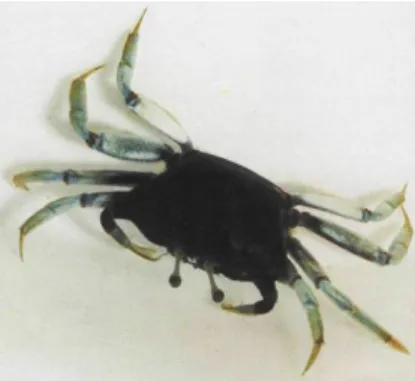 Gambar 7. 2  Kepiting /Uca  7.1.3   Siput 