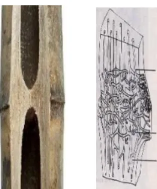 Gambar 7. Struktur Serat Ruas Bambu 