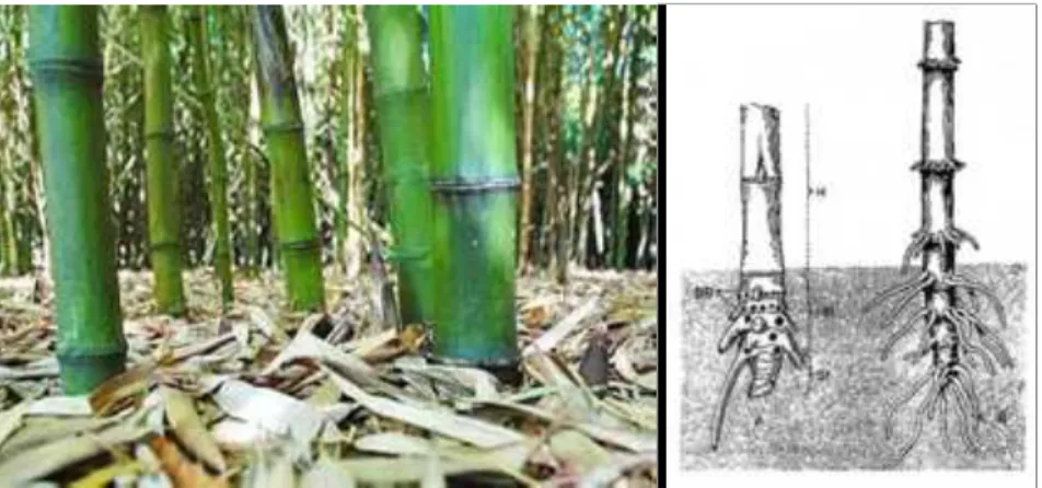 Gambar 3. Tanaman bambu dan sistem perakarannya 