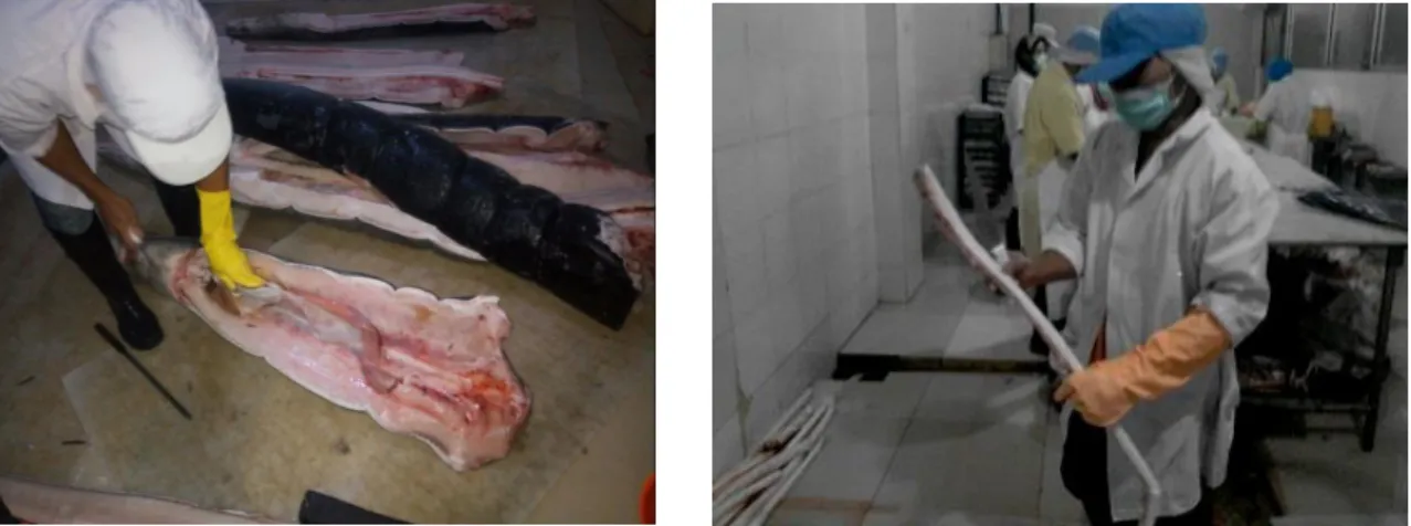 Gambar 1. Proses Pengambilan Tulang Hiu Di Industri Pembekuan Ikan 