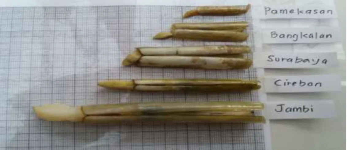 Gambar 1.1  Kerang bambu pada berbagai spesies dan ukuran di pantai Indonesia 